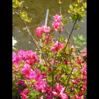 Azalee - Azalea Dispa (fam. Ericacees) (1)
